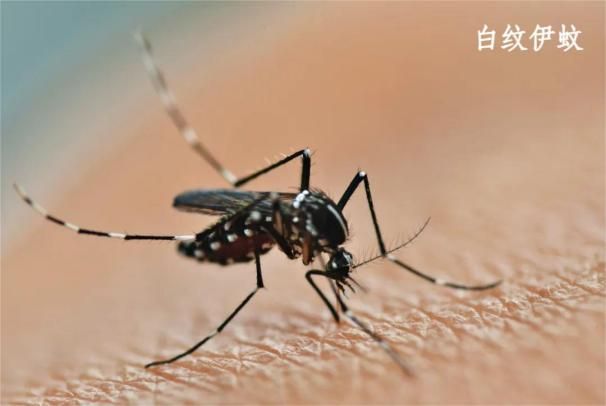 防蚊灭蚊，避免叮咬！这些基孔肯雅热防控要点快收好→