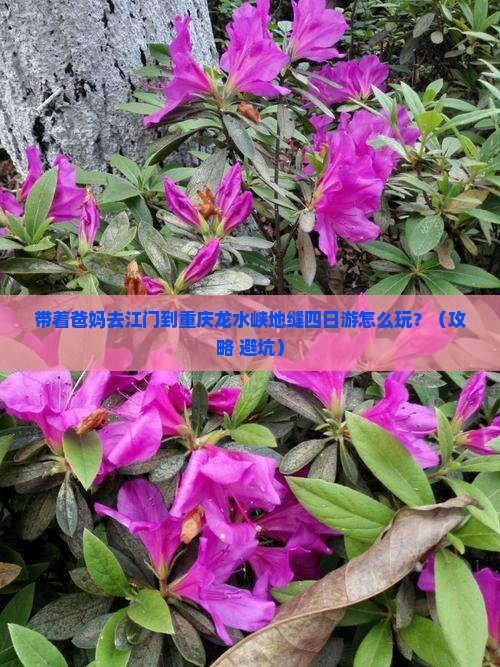 江门去重庆龙水峡地缝四日游