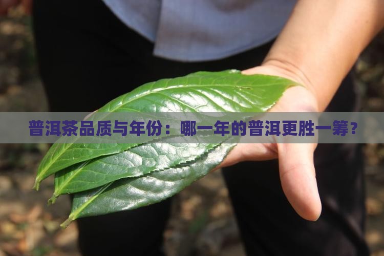哪一年的普洱茶品质好喝