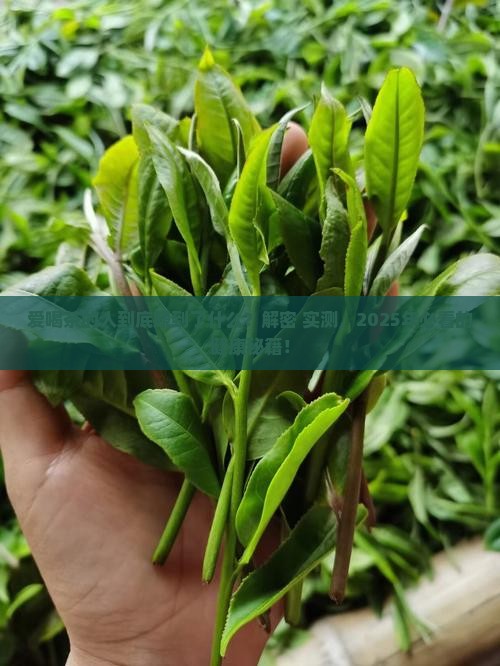 爱喝茶的人有什么好处