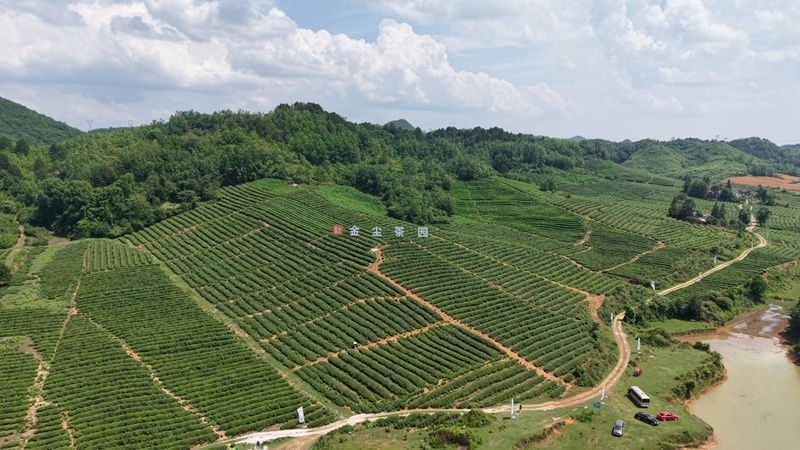 安顺经开区: 新式茶饮助力茶产业高质量发展